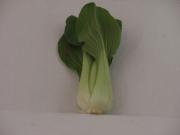 Pakchoi SHANGHAI 1 Kg. " mini " IT