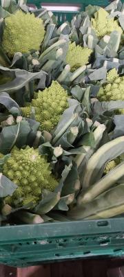Blomkål Romanesco 6 stk.DK