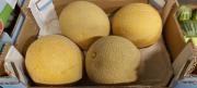 Melon Galia 6 stk. Brasil