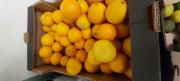 Appelsiner Øko 10 kg. Spanien
